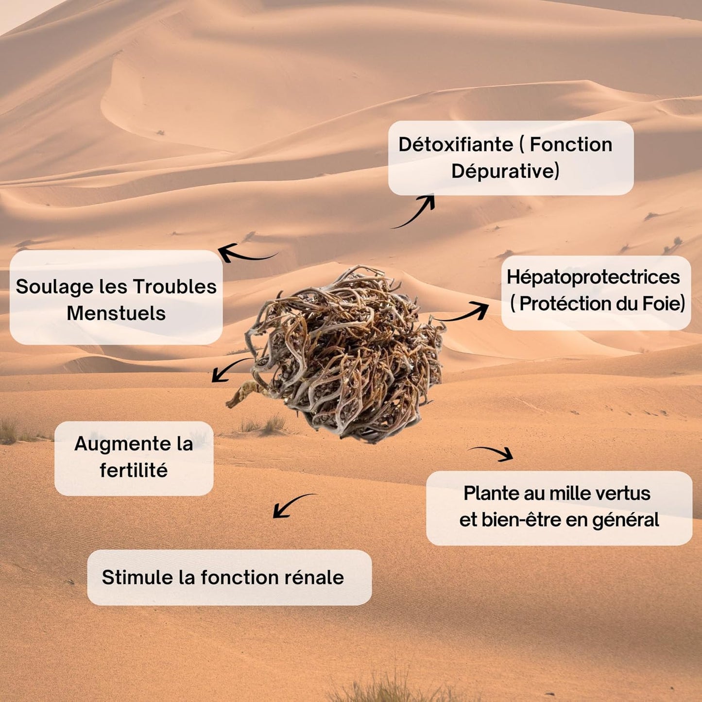 Rose de Jéricho – Fleur de la Fertilité & de la Renaissance Spirituelle