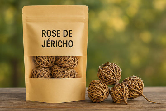 Rose de Jéricho – Fleur de la Fertilité & de la Renaissance Spirituelle